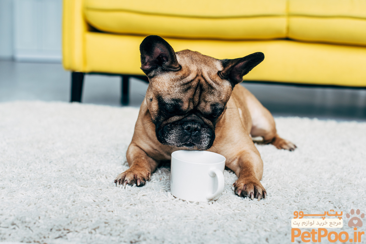 Can Dogs Drink Tea? 3 Health Risks of Tea for Dogs - 2024 - MasterClass