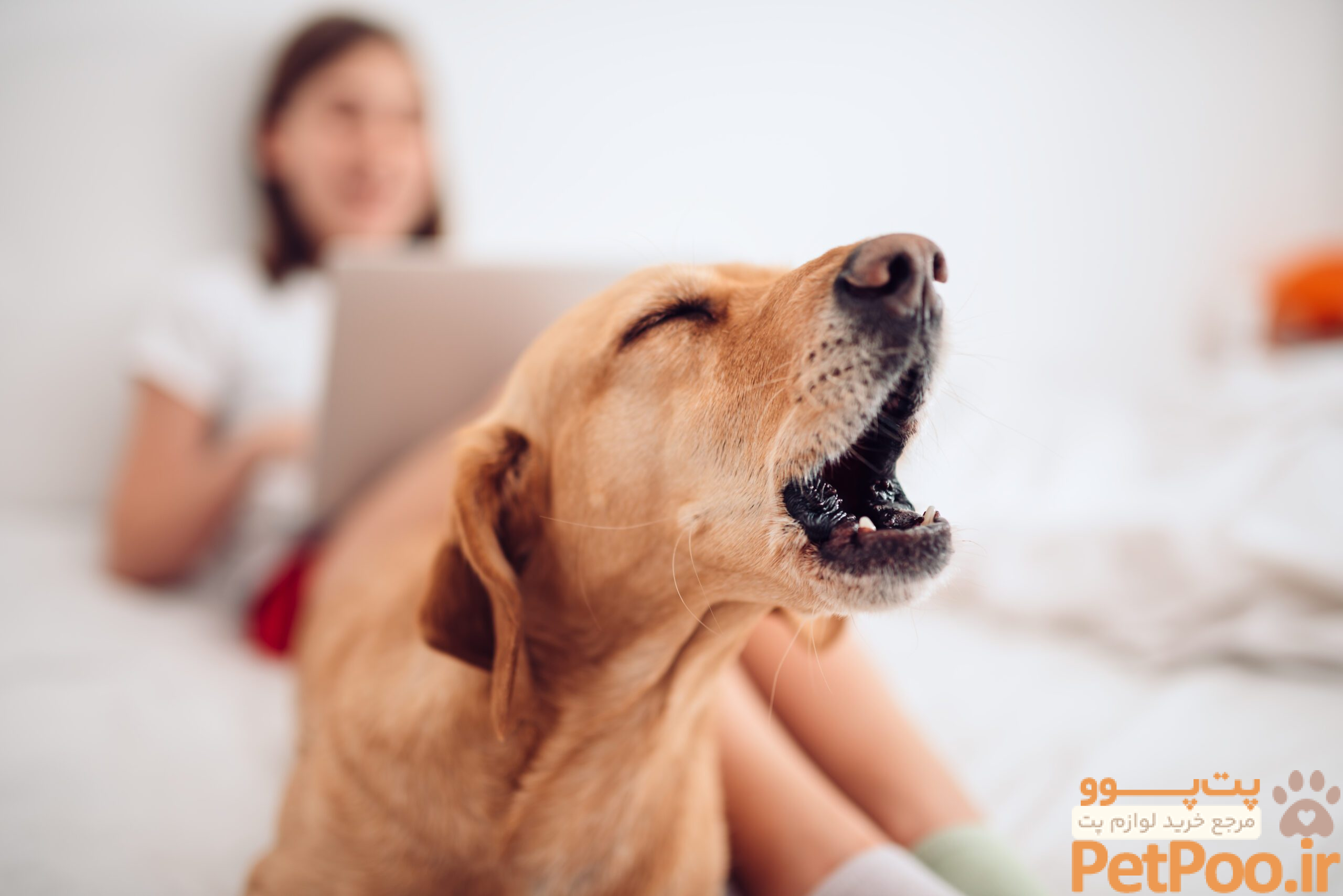 راهنمای آموزش پارس نکردن یا واق واق نکردن به سگ ها 1 Expecting Company? Tips for Teaching Your Dog Not to Bark at Strangers - AZPetVet