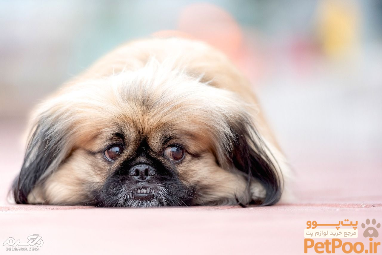 مراقبت سگ آپارتمانی نژاد ( پیکنیز Pekinese )،سگهای عروسکی + ویدیو