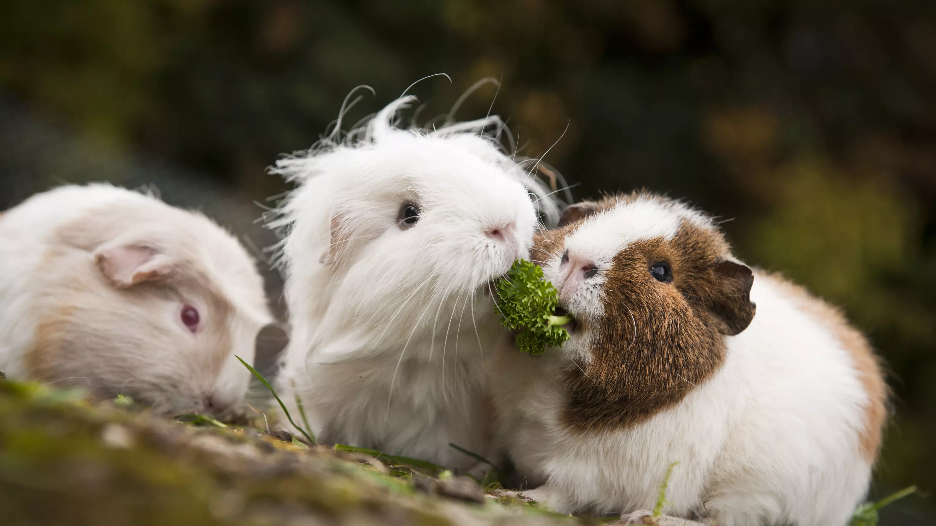 تفاوت موش، همستر و خوکچه هندی چیست؟ 5 Guinea pig care | Blue Cross