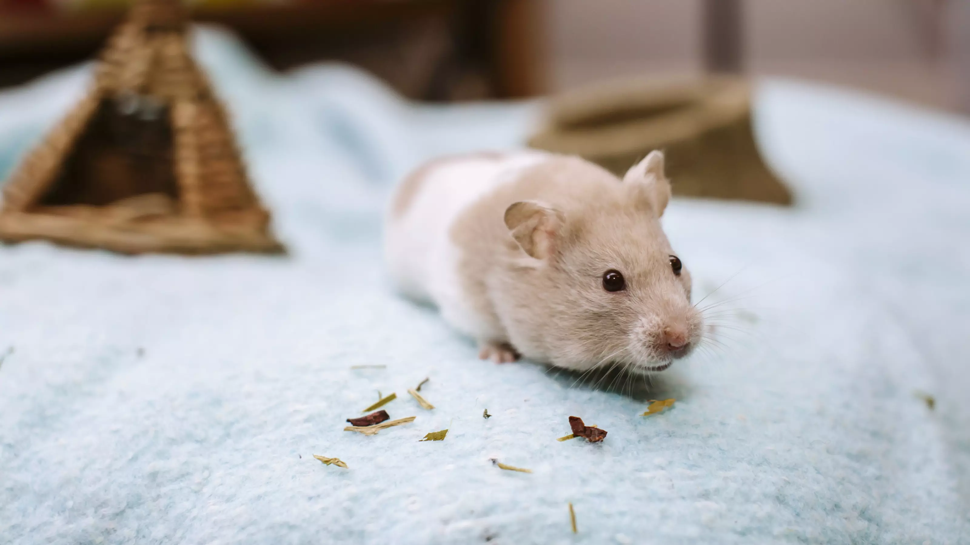 Hamster Care | Blue Cross