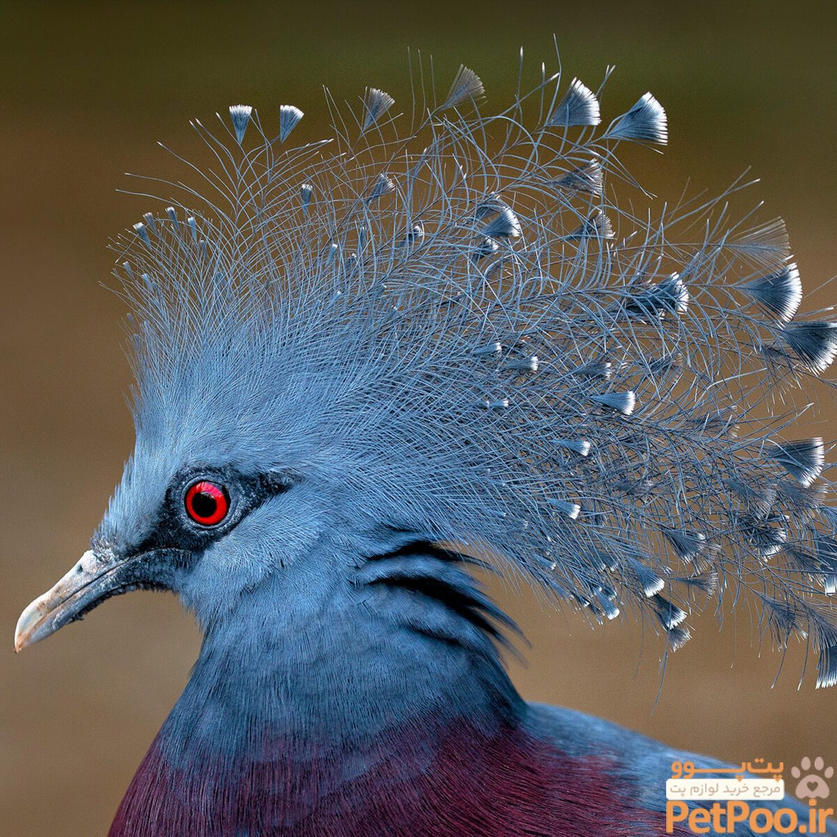 A World of Birds – San Diego Zoo Wildlife Alliance Stories