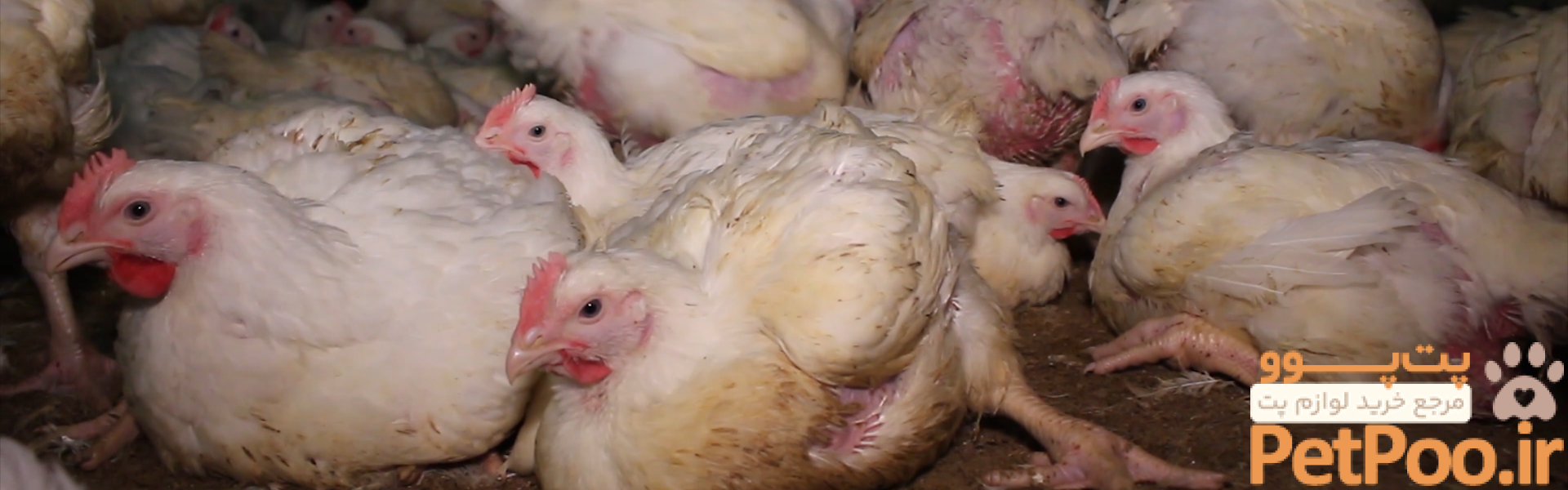 Zoonotic disease and the use – and abuse – of animals | Animals Australia