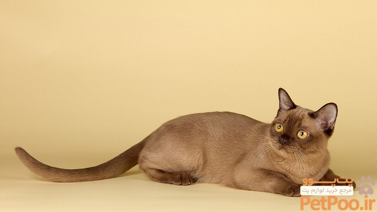 بهترین غذای گربه در بازار ایران 2 Burmese cat