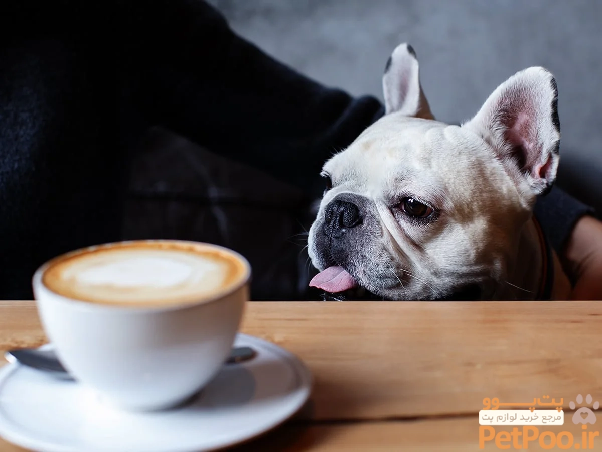 My Dog Drank Coffee - Now What? 2024 Updated | Spot®