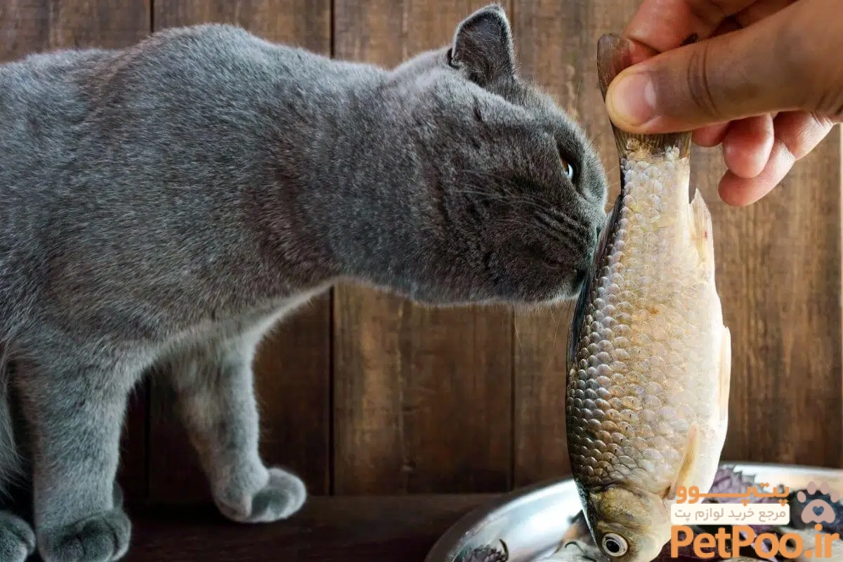 Can Cats Eat Fish? | 18 Delicious Options | Bella & Duke