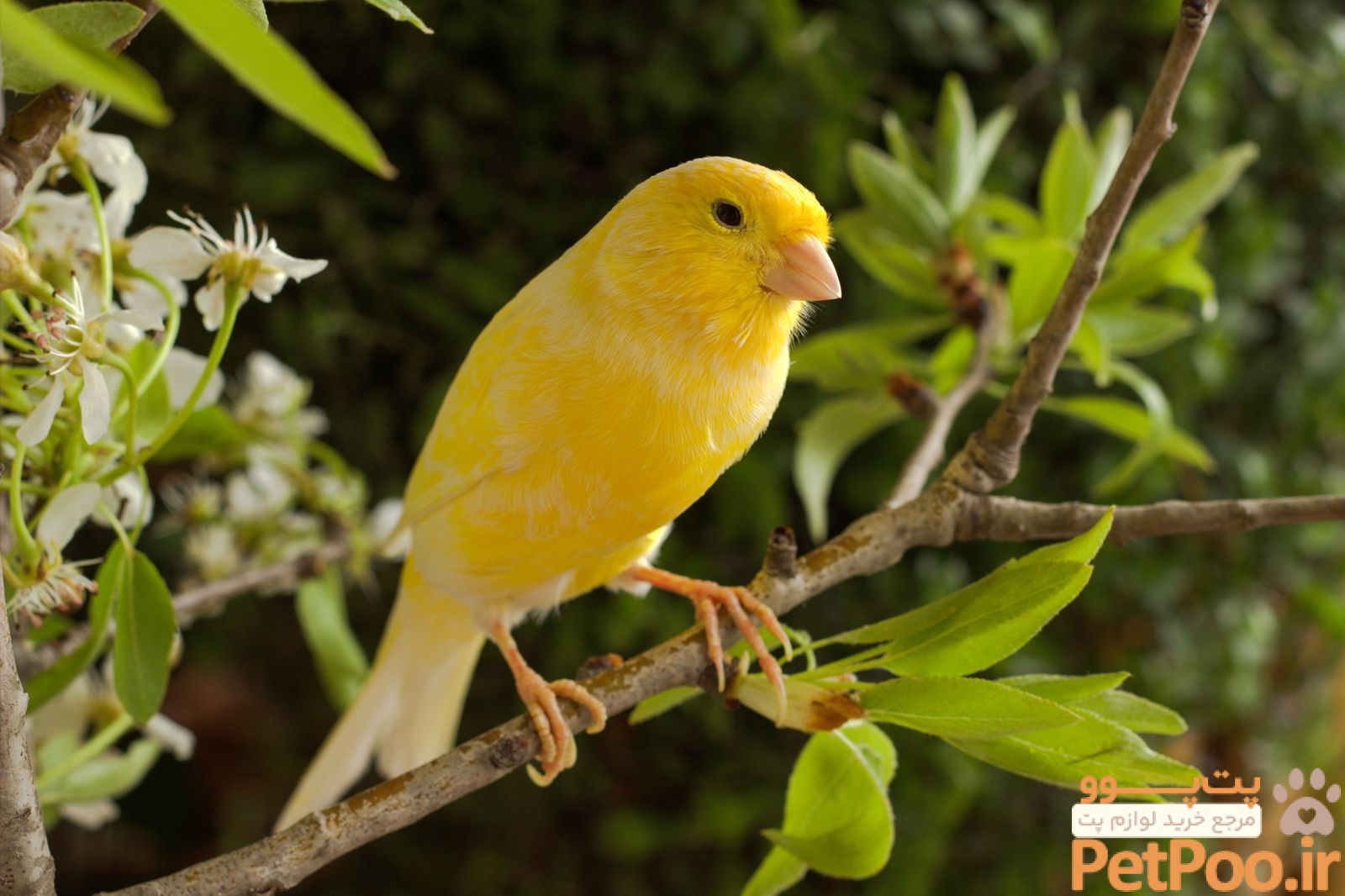 Canary | Songbird, Colorful Plumage, Pet | Britannica