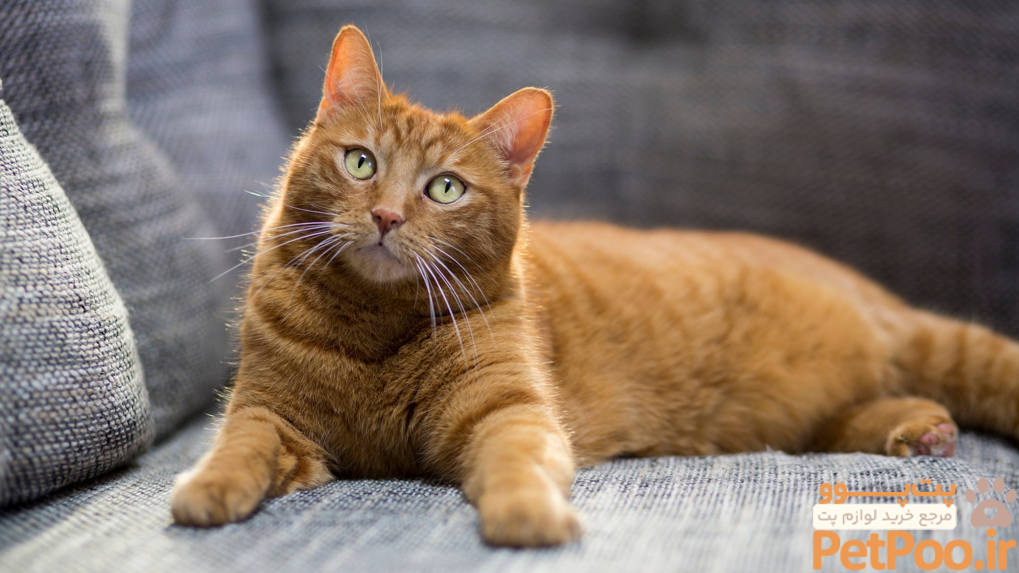 بهترین حیوانات خانگی برای نوجوانان چیست؟ 6 Cats | Healthy Pets, Healthy People | CDC