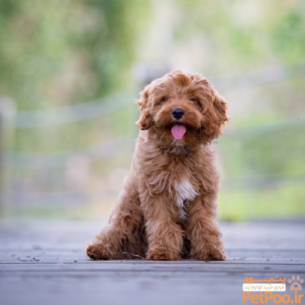 Cavoodle Dog Breed Guide: Facts & Information | Greencross Vets