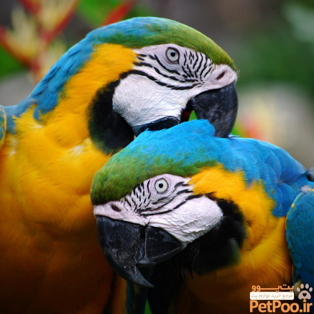 معرفی انواع پرنده برای نگهداری در خانه: معرفی نژادهای مختلف پرندگان 3 A Brief History of Parrots - Ornithology