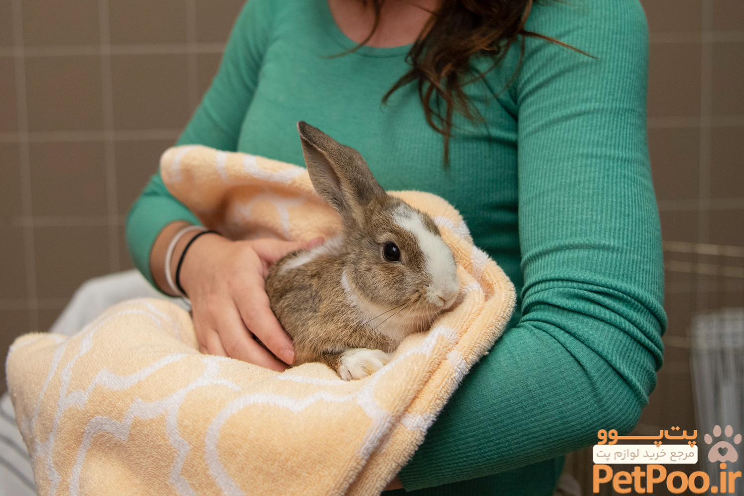 آیا واقعا نگهداری خرگوش باعث فقر میشود؟ 4 Bunny days ahead | HumanePro by The Humane Society of the United States