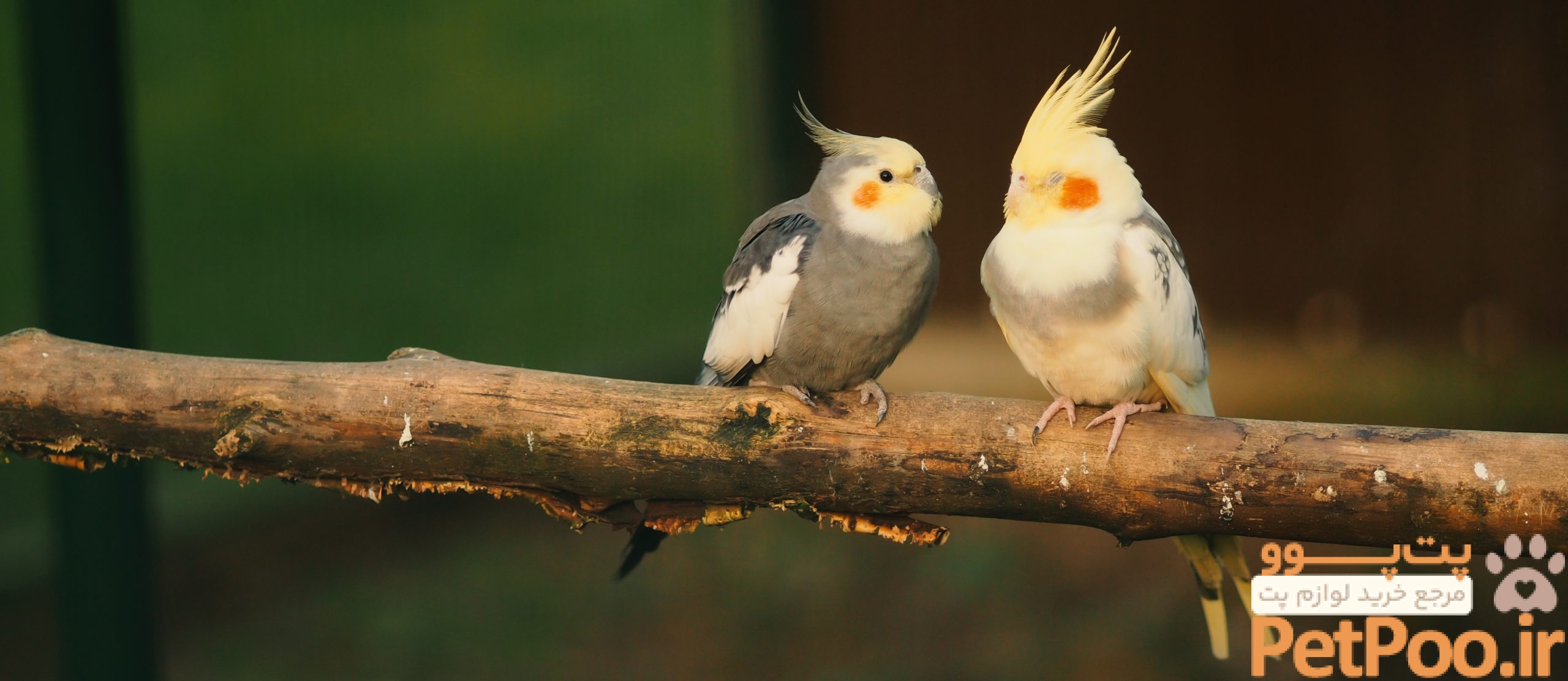 ۱۰ حیوان خانگی بیدردسر برای نگهداری در ایران 4 Ornamental Birds Food – خوراک MoFeed