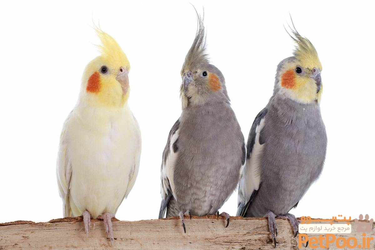 ویژگیهای عروس هلندی چیست؟