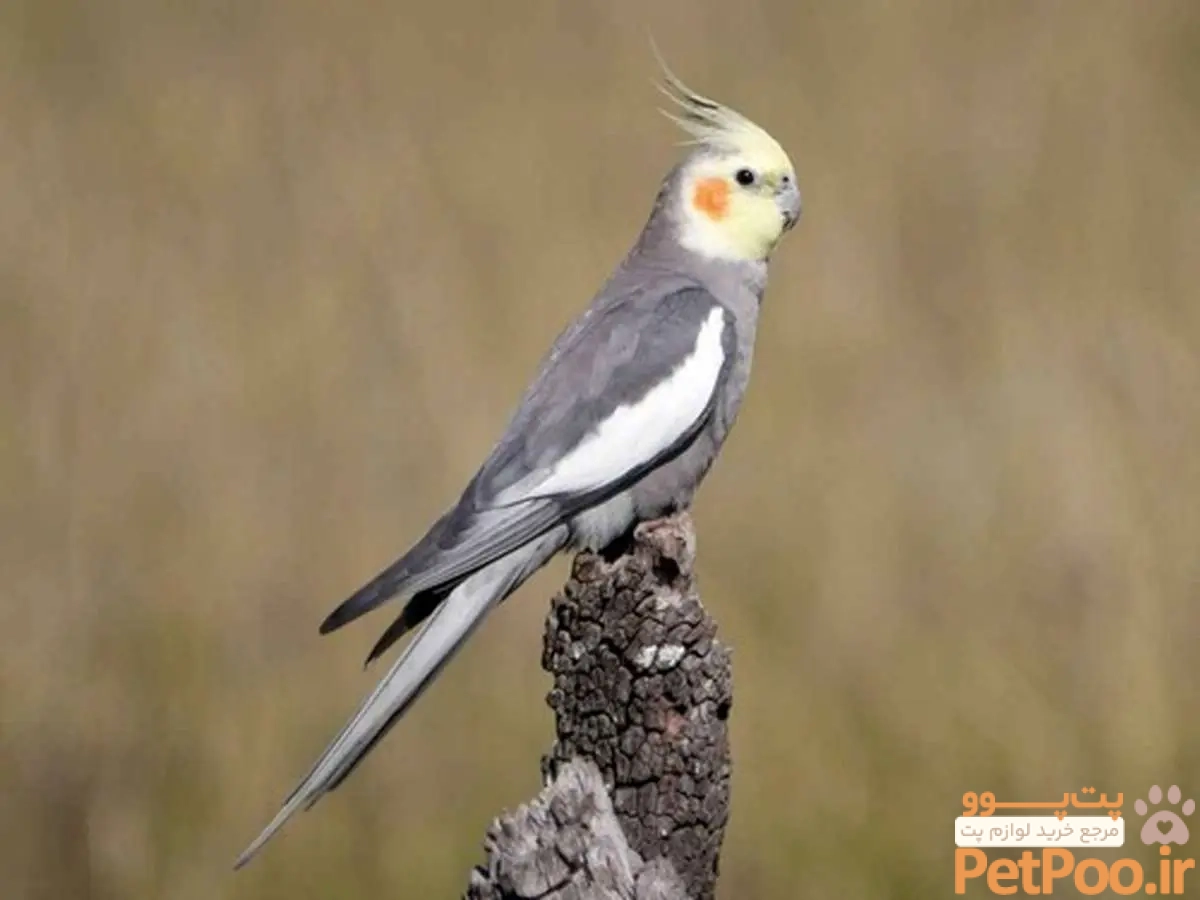 عروس هلندی ابلق مرواریدی/ مشخصات ظاهری این نژاد عروس هلندی