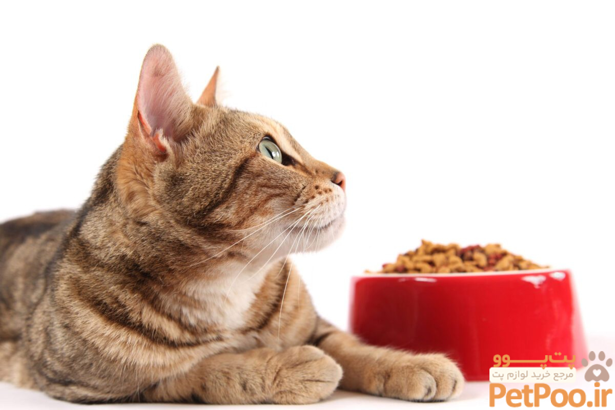 بهترین غذای خشک گربه، راهنمای جامع برای گربه شما | ❤️آسپت