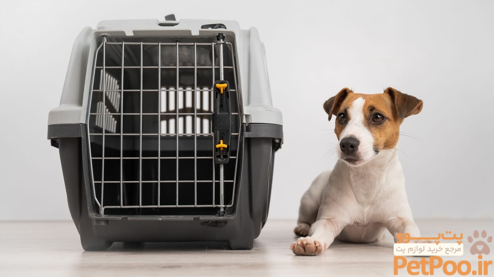 How do dogs get shipped on planes? The whole process explained