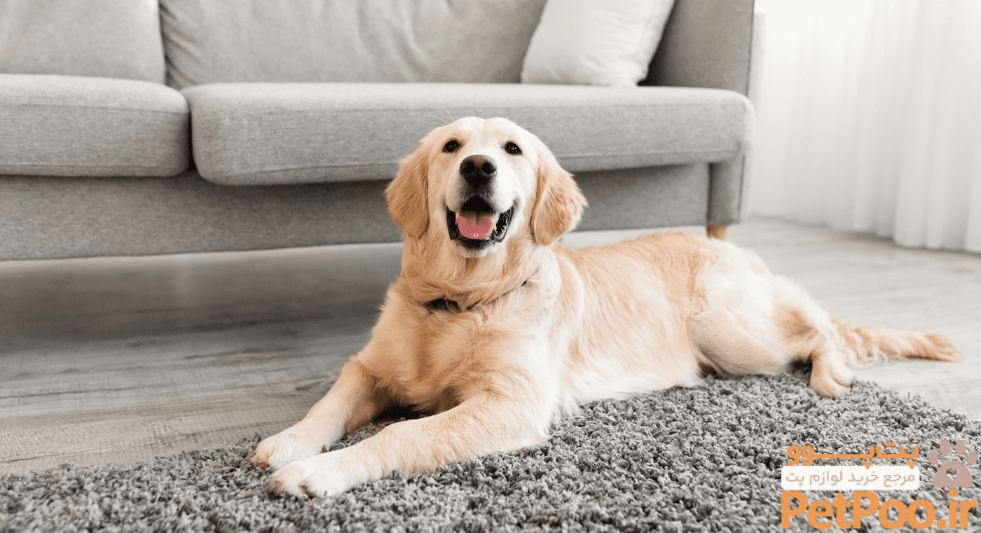 ۱۰ نکته کلیدی درباره نگهداری از سگ در منزل 4 10 Tips To Keeping Your Home Clean With A Dog - Paul's Rubbish Removal