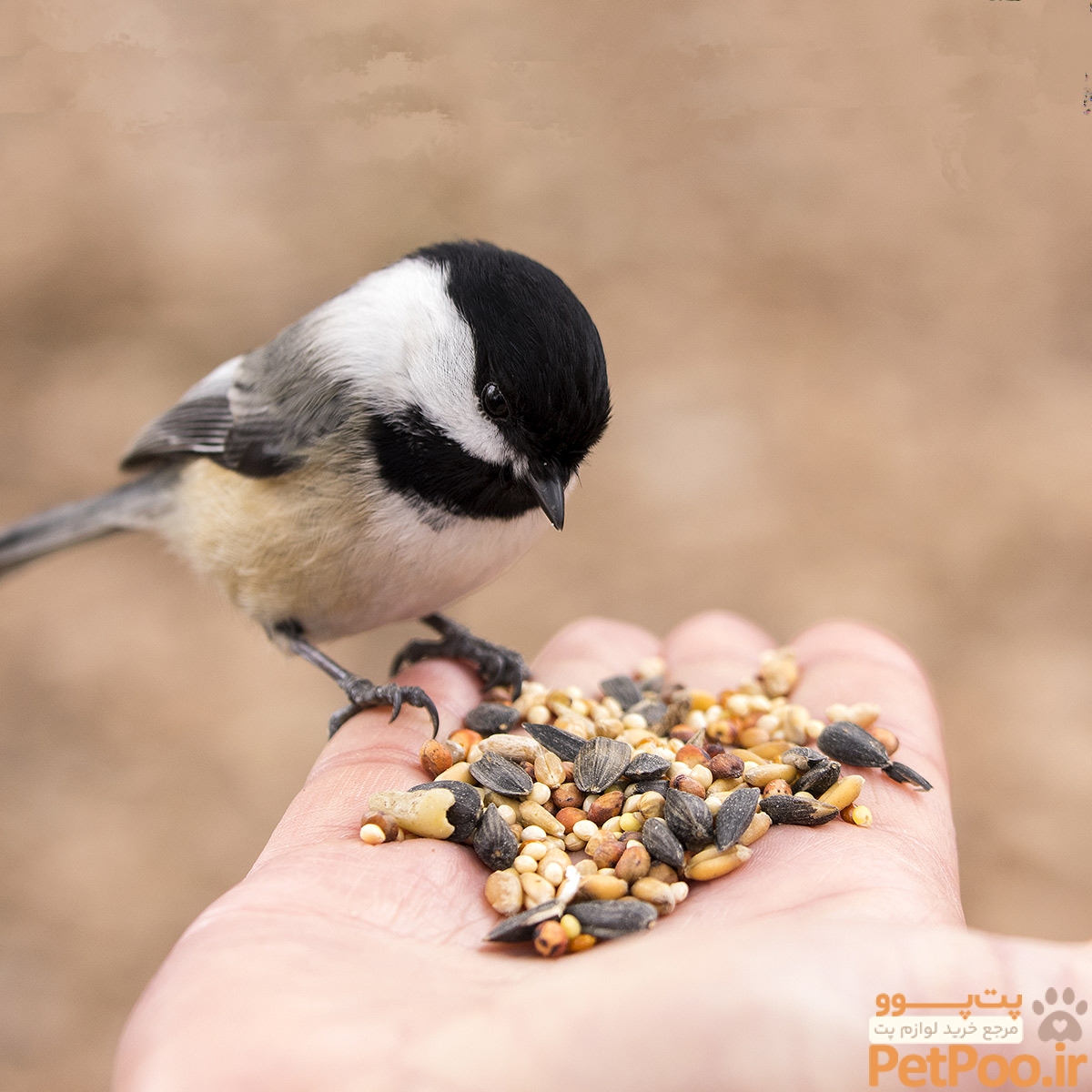 FEED THE BIRDS DAY - February 3, 2025 - National Today