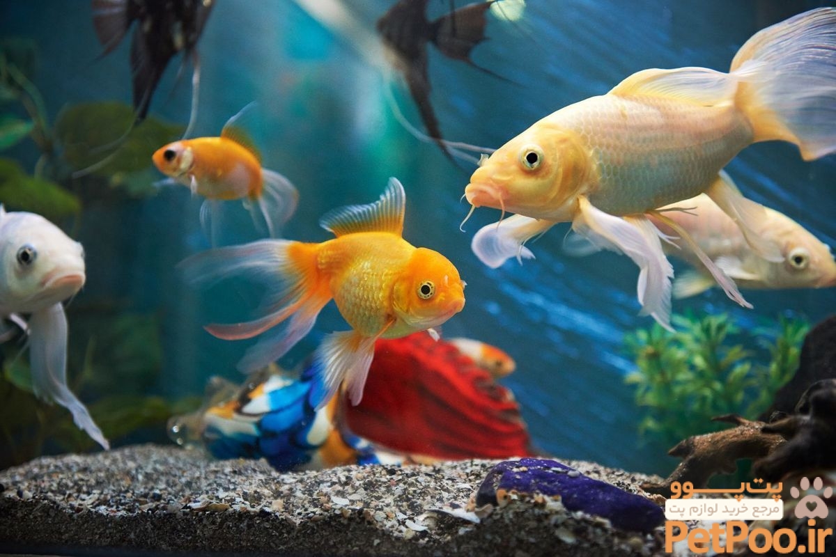 ۱۰ حیوان خانگی بیدردسر برای نگهداری در ایران 1 15 𝐅𝐞𝐧𝐠 𝐒𝐡𝐮𝐢 𝐅𝐢𝐬𝐡 To Keep In An Aquarium - Feng Shui Tips & Images
