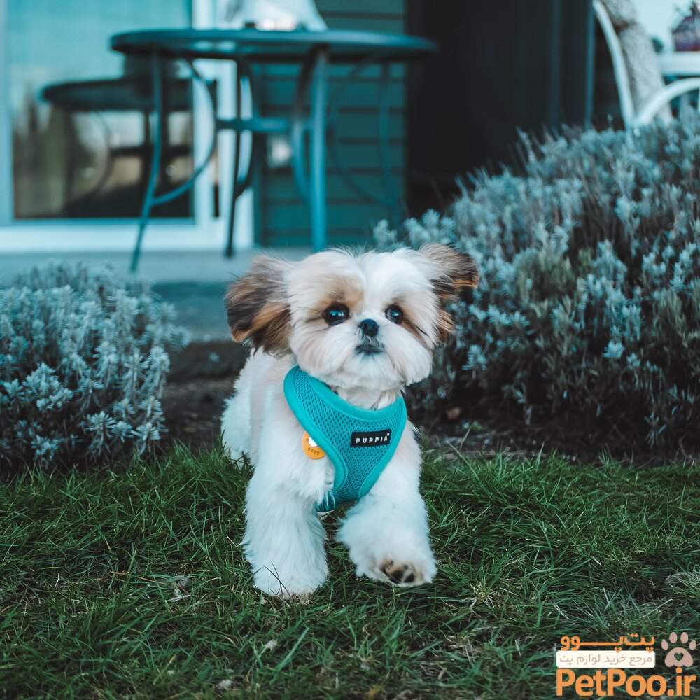 رشد و نگهداری توله سگ از ۳ ماهگی تا ۶ ماهگی