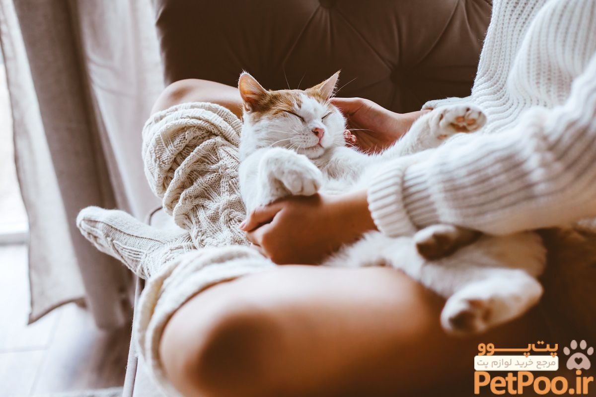 Diseases That Are Common in Cats | Forever Vets