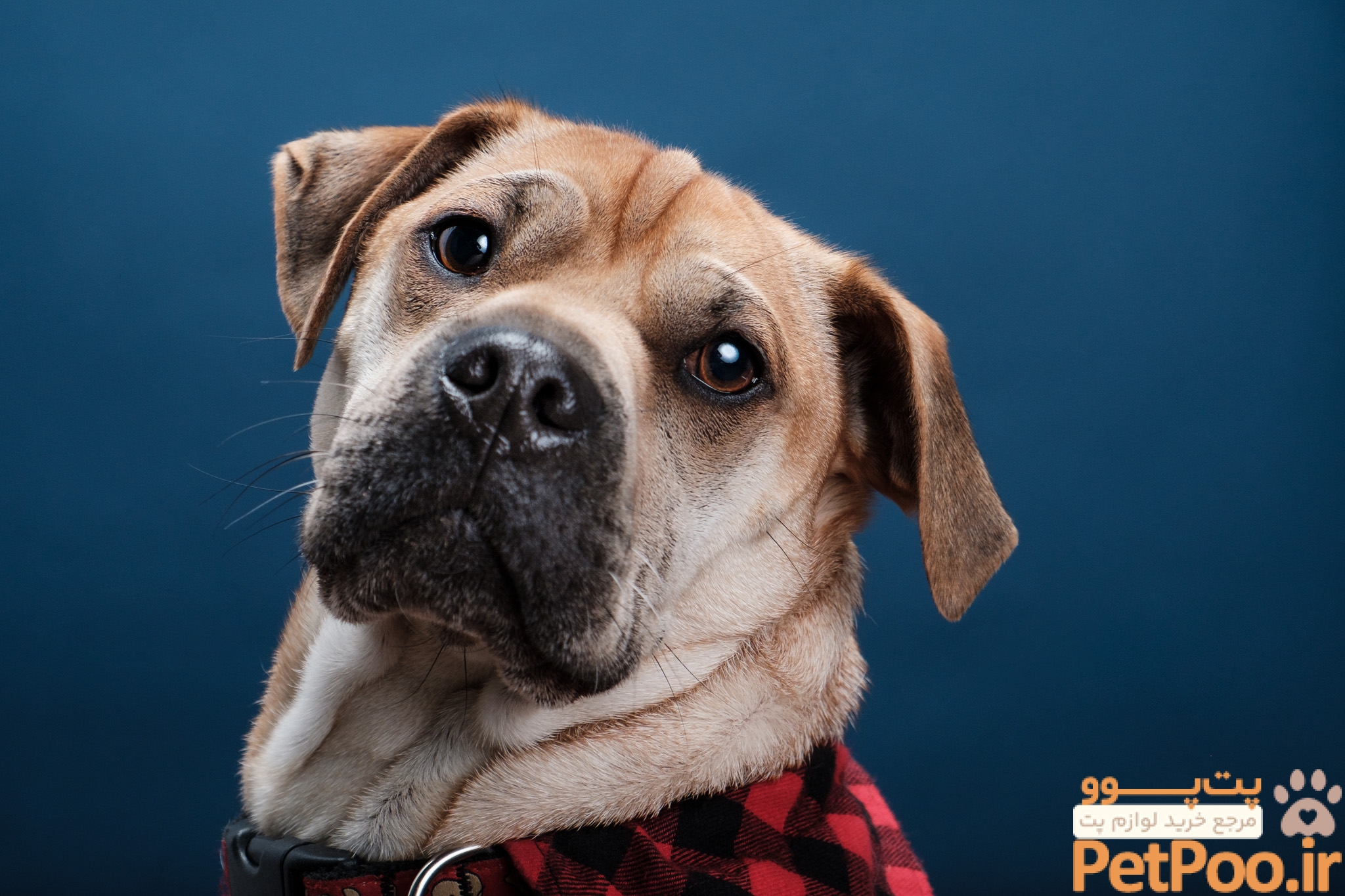 Pet Photography Guide | Gear, Tips, and Common Mistakes to Avoid