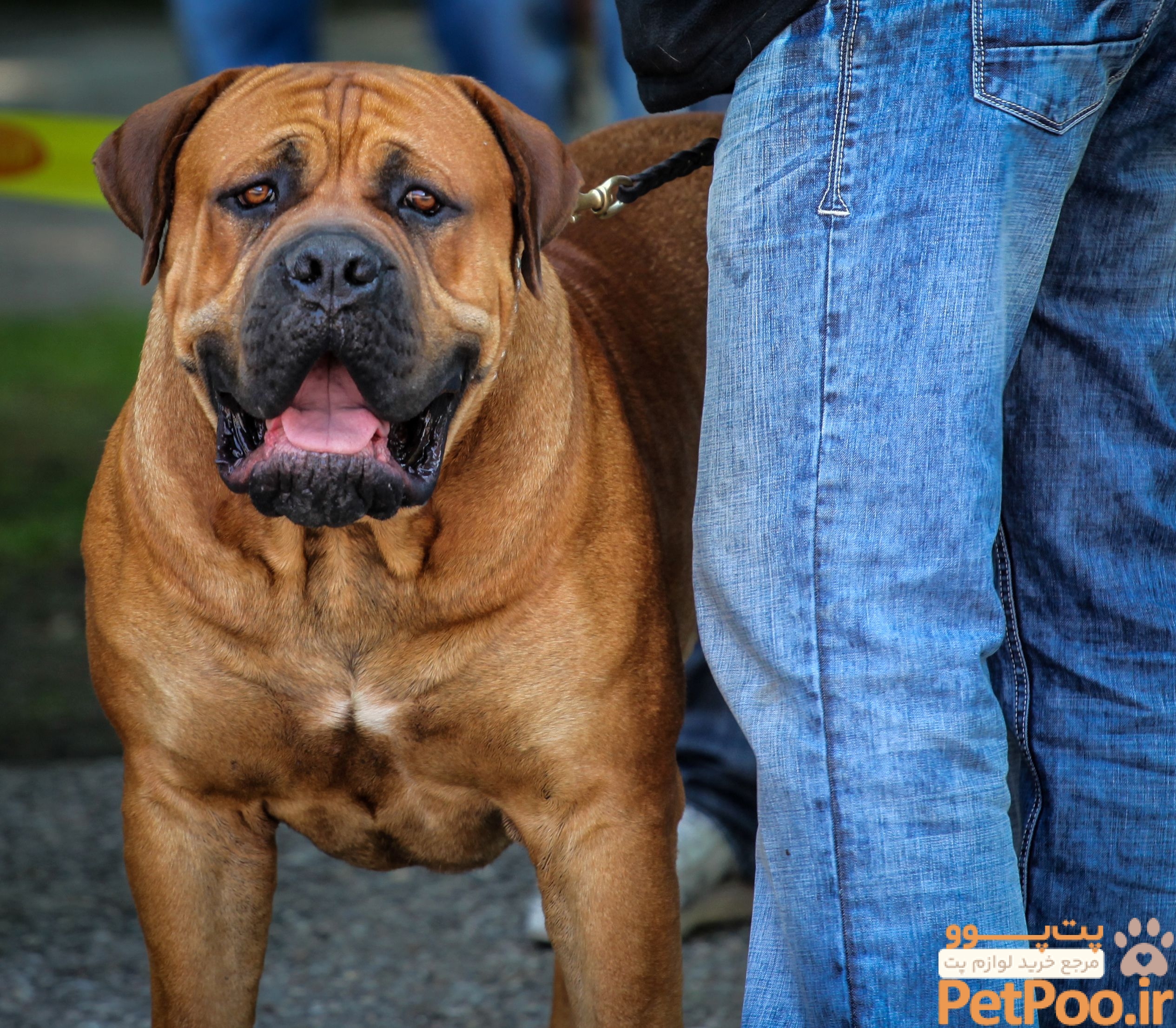 کدام حیوان خانگی بیشترین طول عمر را دارد و عمرشان چند سال است؟ 7 10 of the Largest Dog Breeds