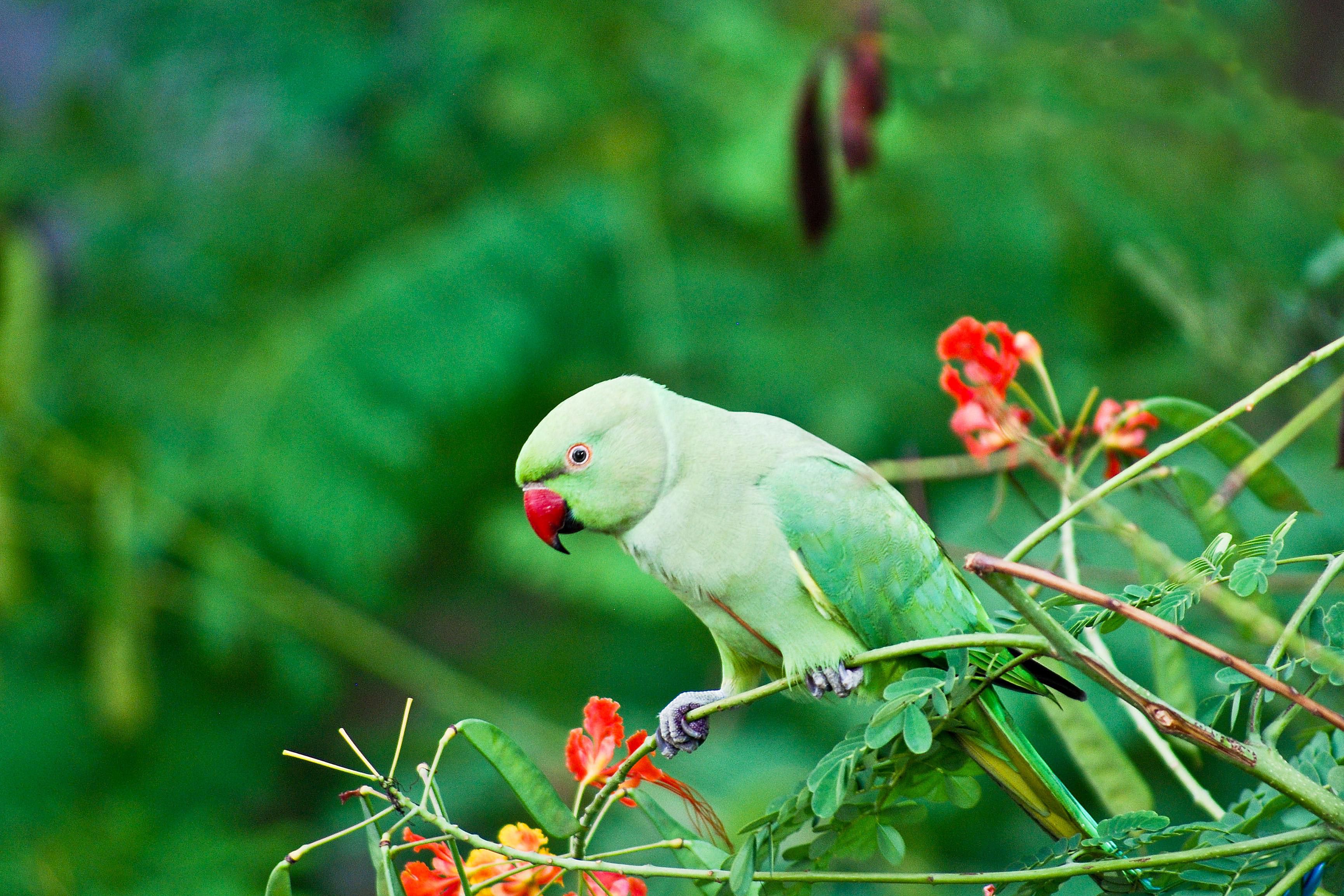 Indian Ringneck Parakeet (Rose-Ringed Parakeet): Bird Species Profile