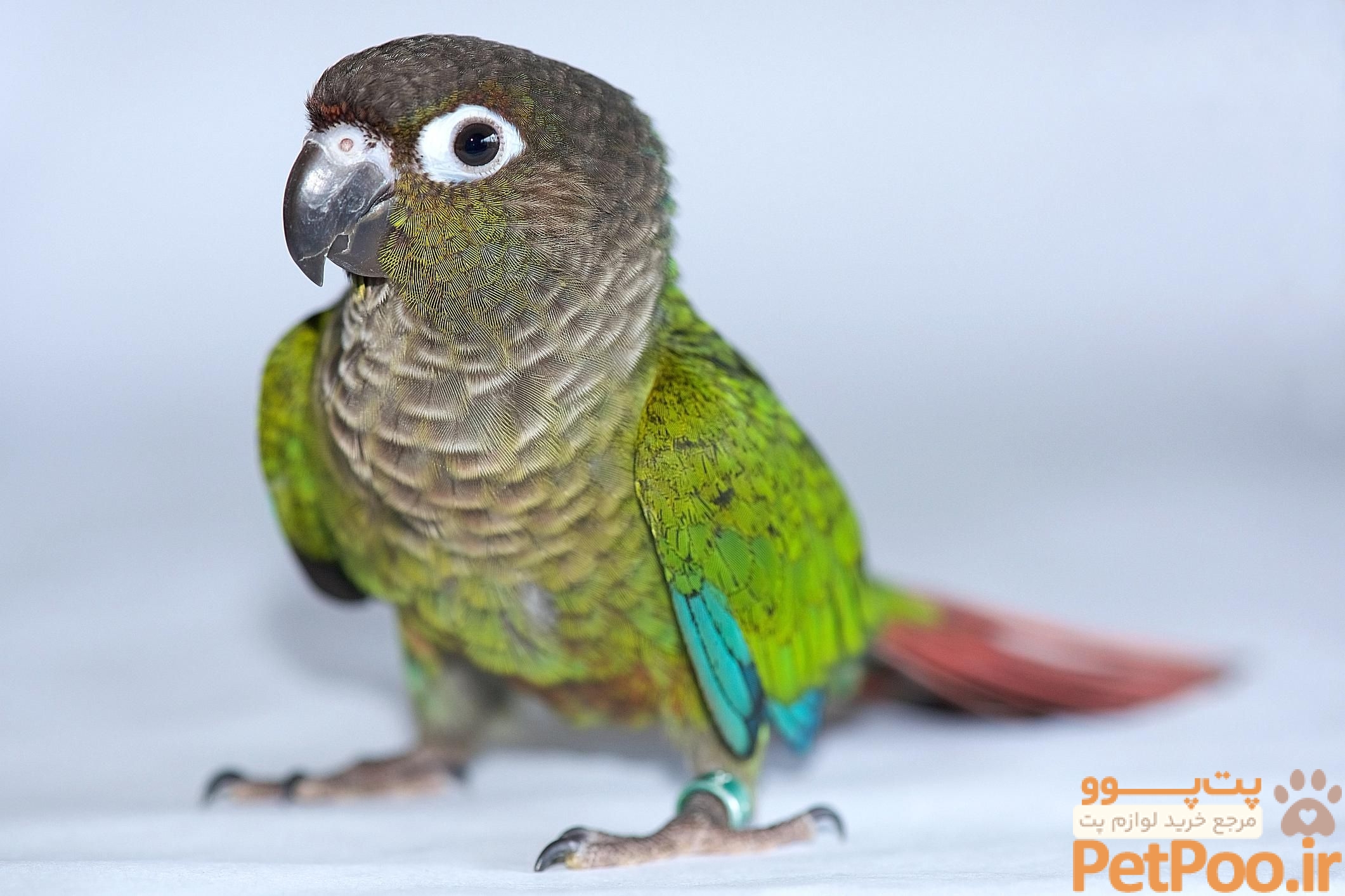 Greek-Cheeked Conure (Green-Cheeked Parakeet) — Full Profile, History, and Care