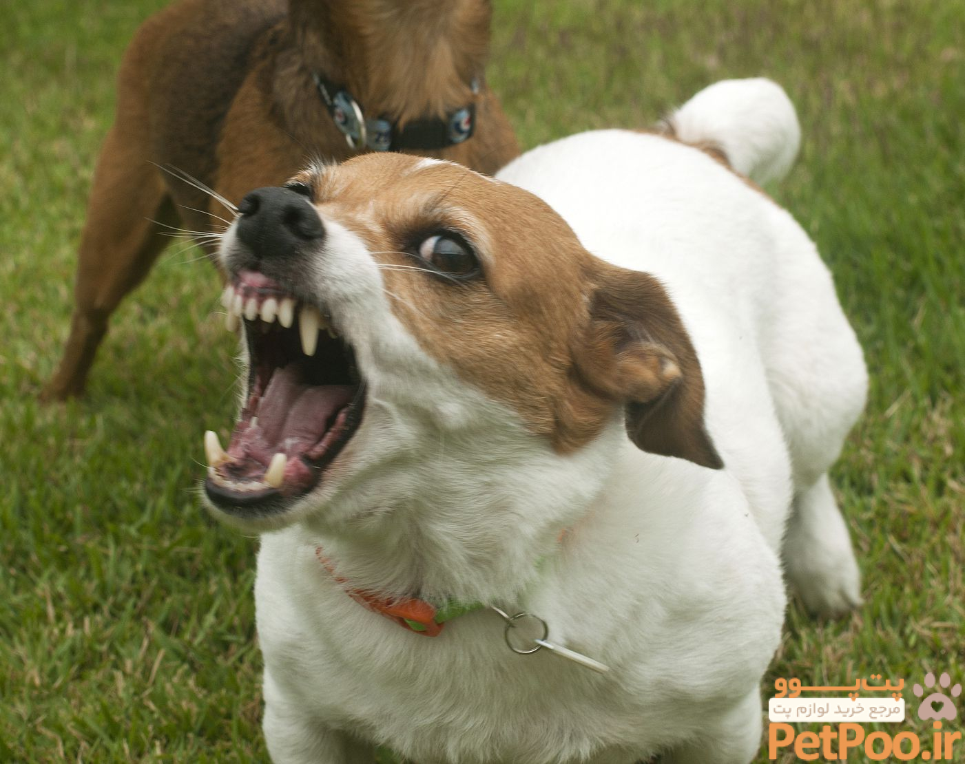 Rabies in Dogs