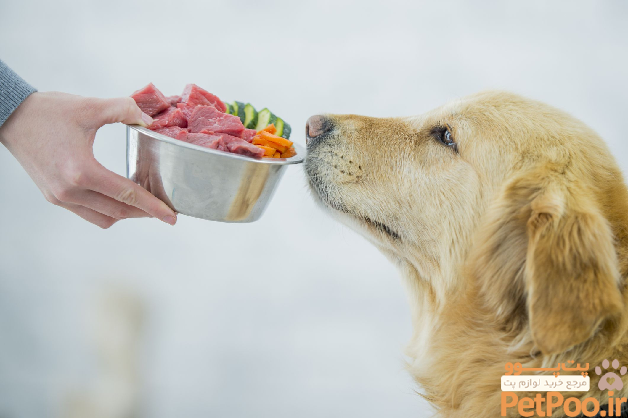 ۱۰ نکته کلیدی درباره نگهداری از سگ در منزل 2 11 of the Best Vegetables for Dogs