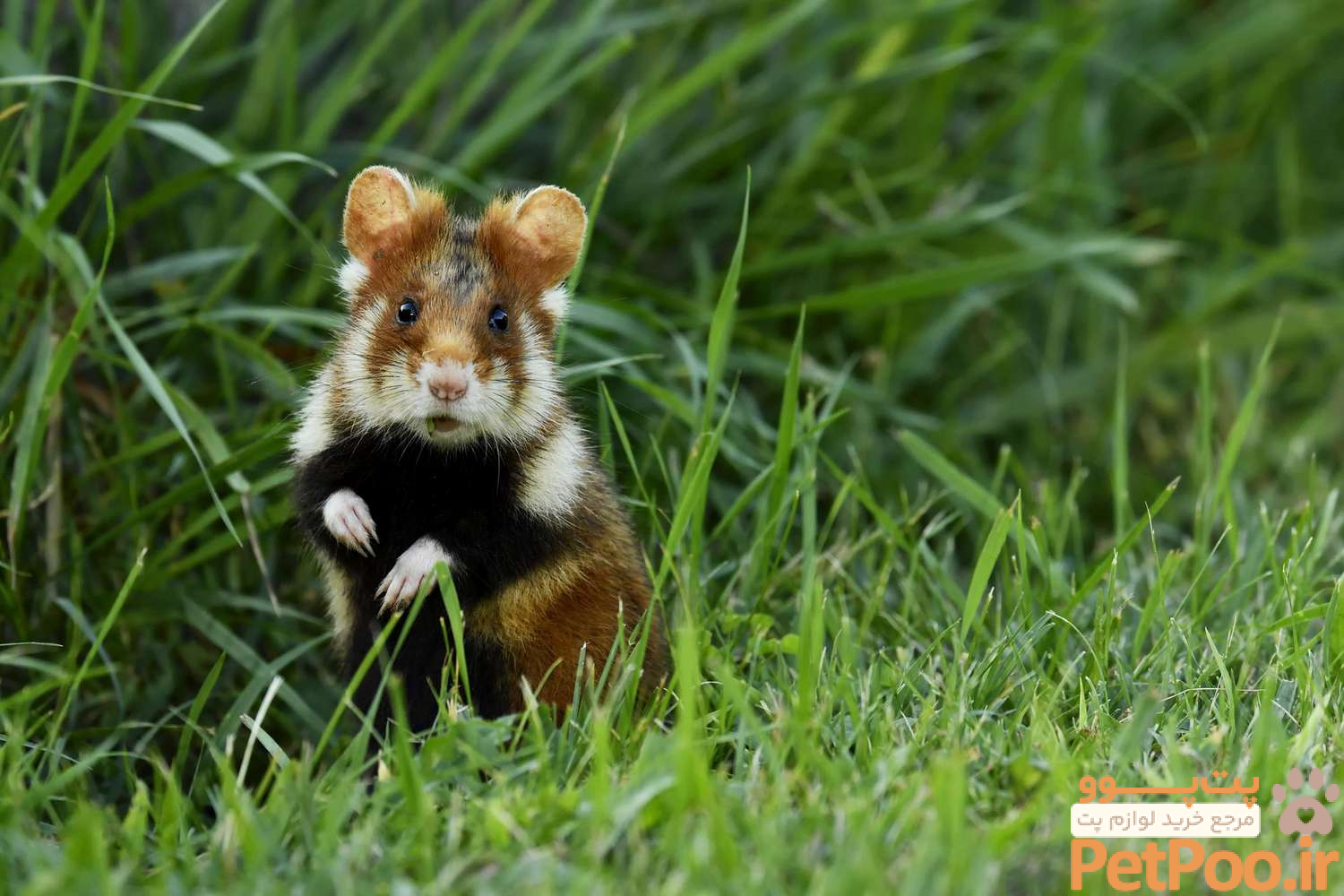 10 نکته کلیدی درباره نگهداری از همستر در منزل 4 10 Surprising Hamster Facts