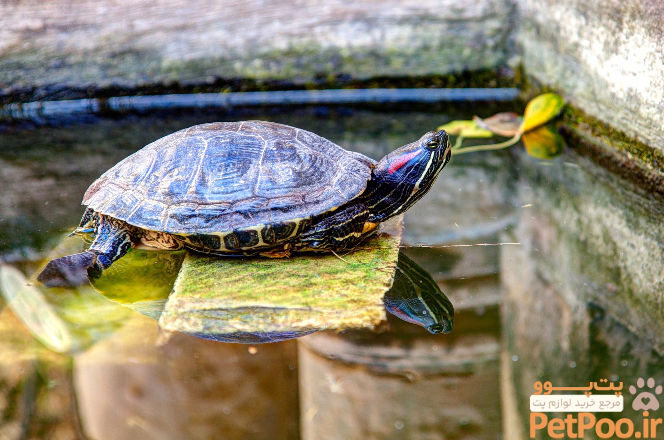 آیا لاک پشت حیوان خانگی مناسبی است؟ 1 13 Types of Turtles That Make Great Pets