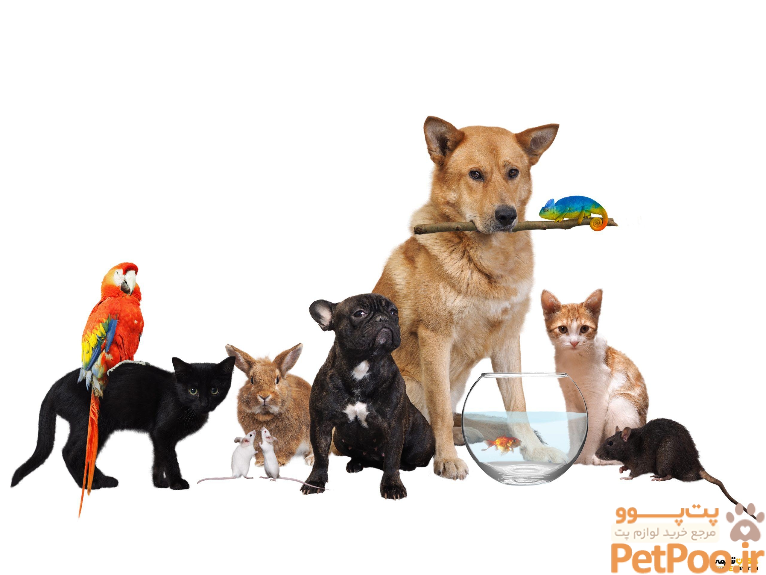GettyImages Pets scaled
