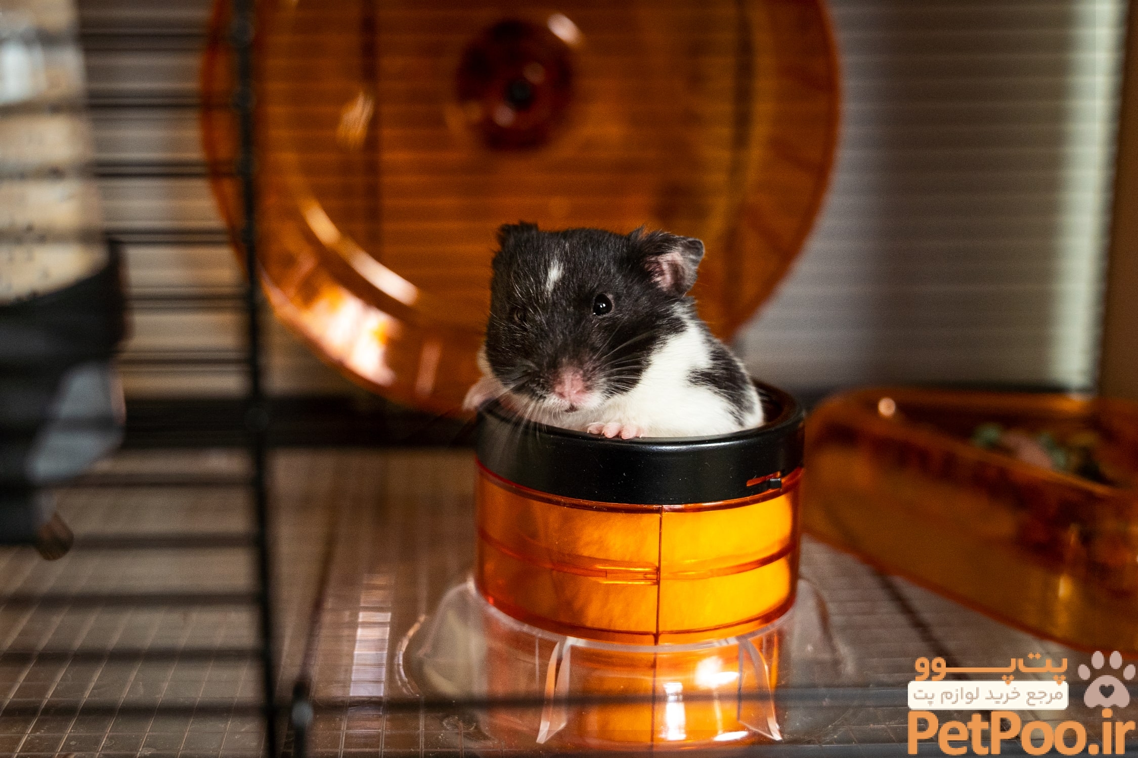 What illnesses do hamsters get, and how can they be treated? - Omlet Blog UK