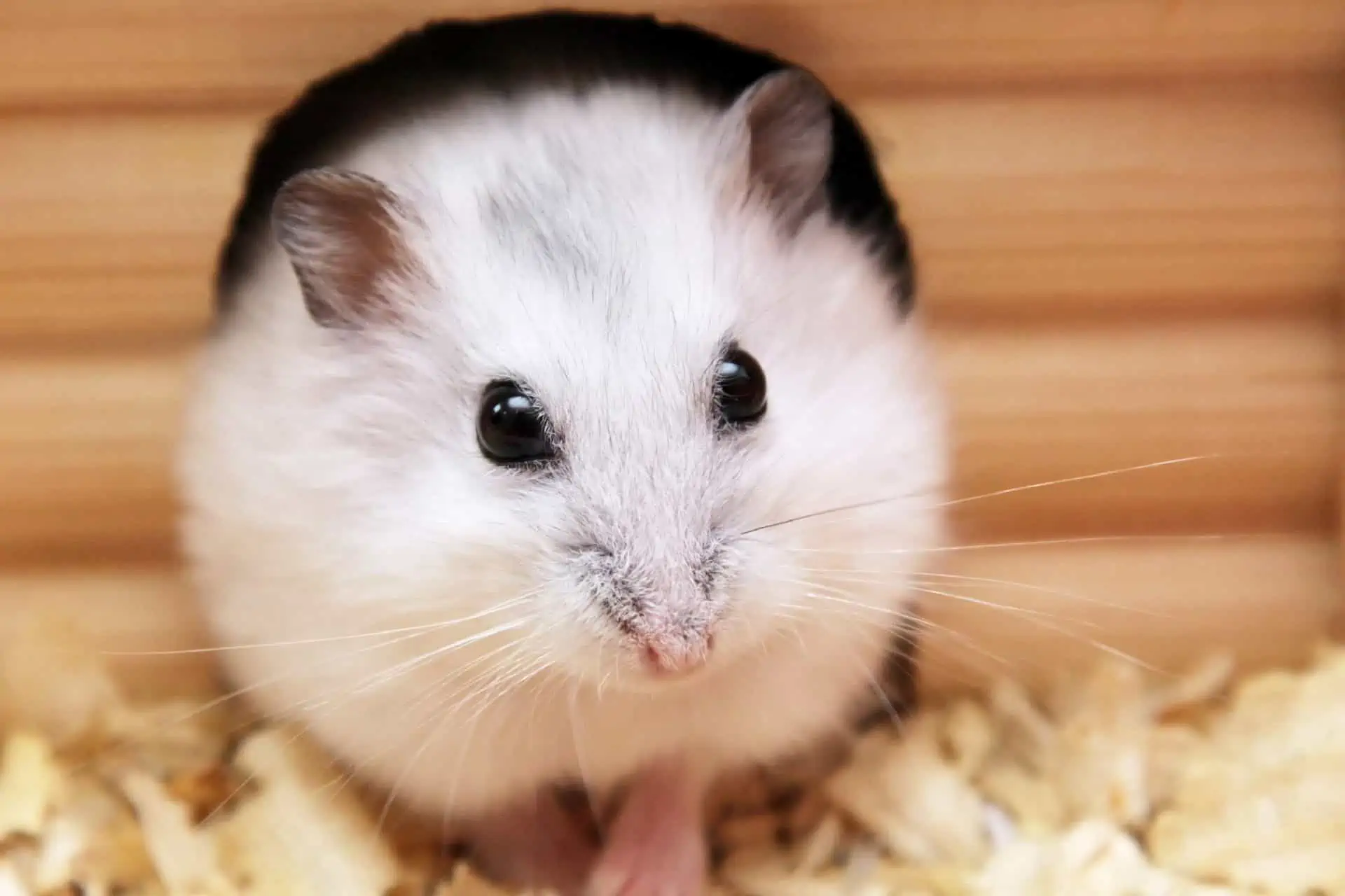 10 نکته کلیدی درباره نگهداری از همستر در منزل 1 Hamster Housing Guide | Size & Cleaning Advice for Hamster Cages | Burgess Pet Care