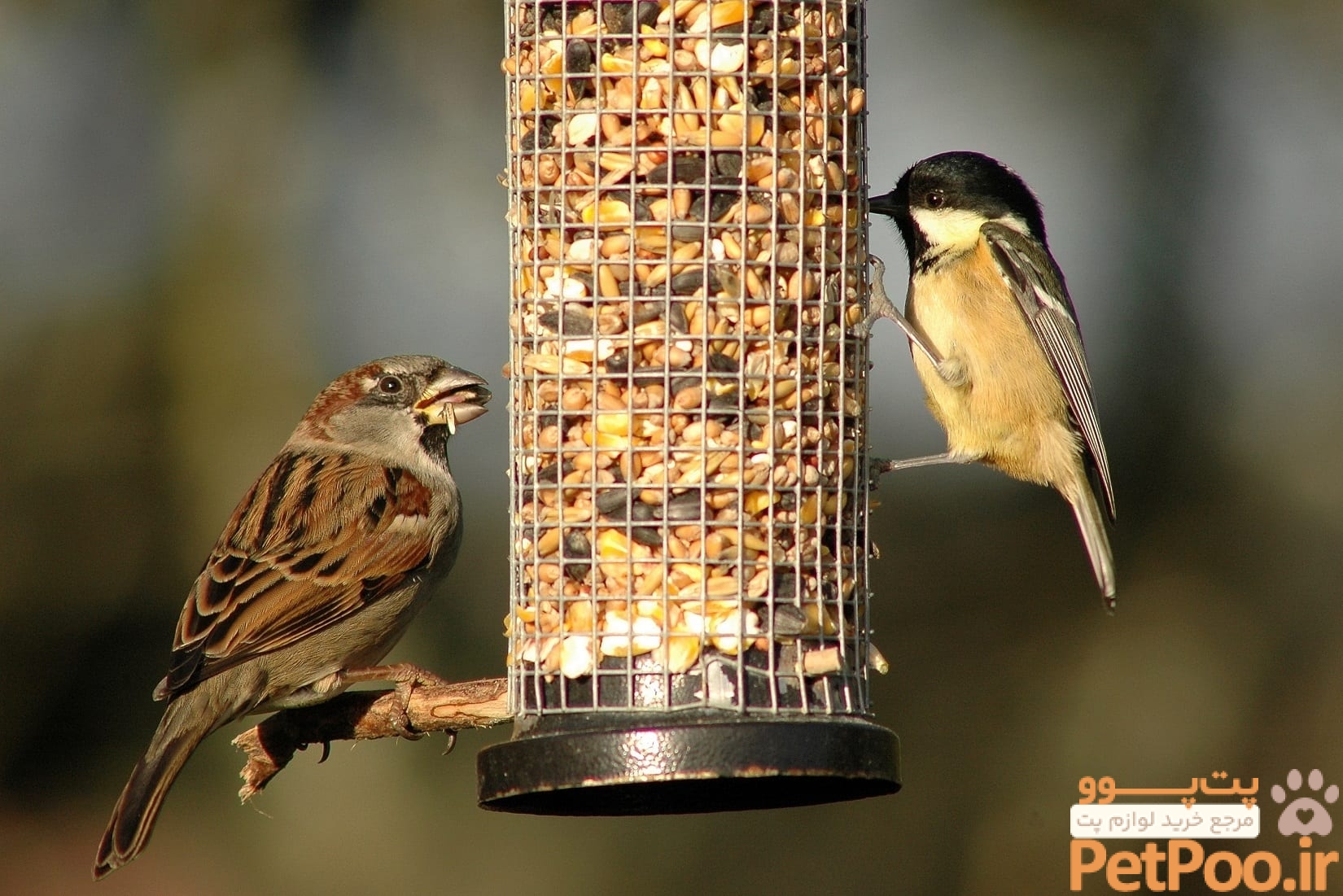 آیا باغ پرندگان، پرنده قبول میکند که پرنده خود را اهدا کنیم؟ 1 House Sparrow B Burke 1