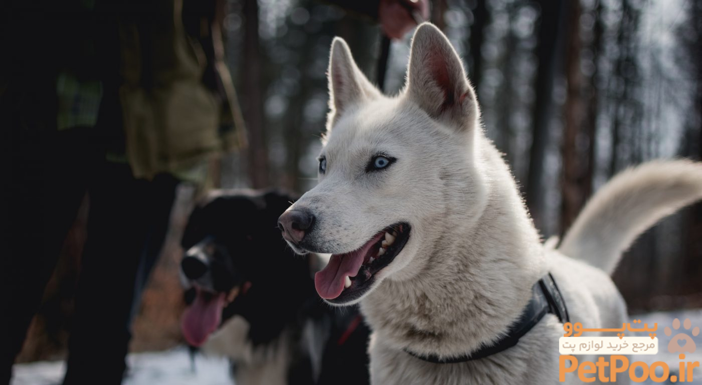 راهنمای نگهداری از سگ هاسکی: آموزش قدم به قدم 4 The Husky Care Guide: Food, Personality, Exercise, And More