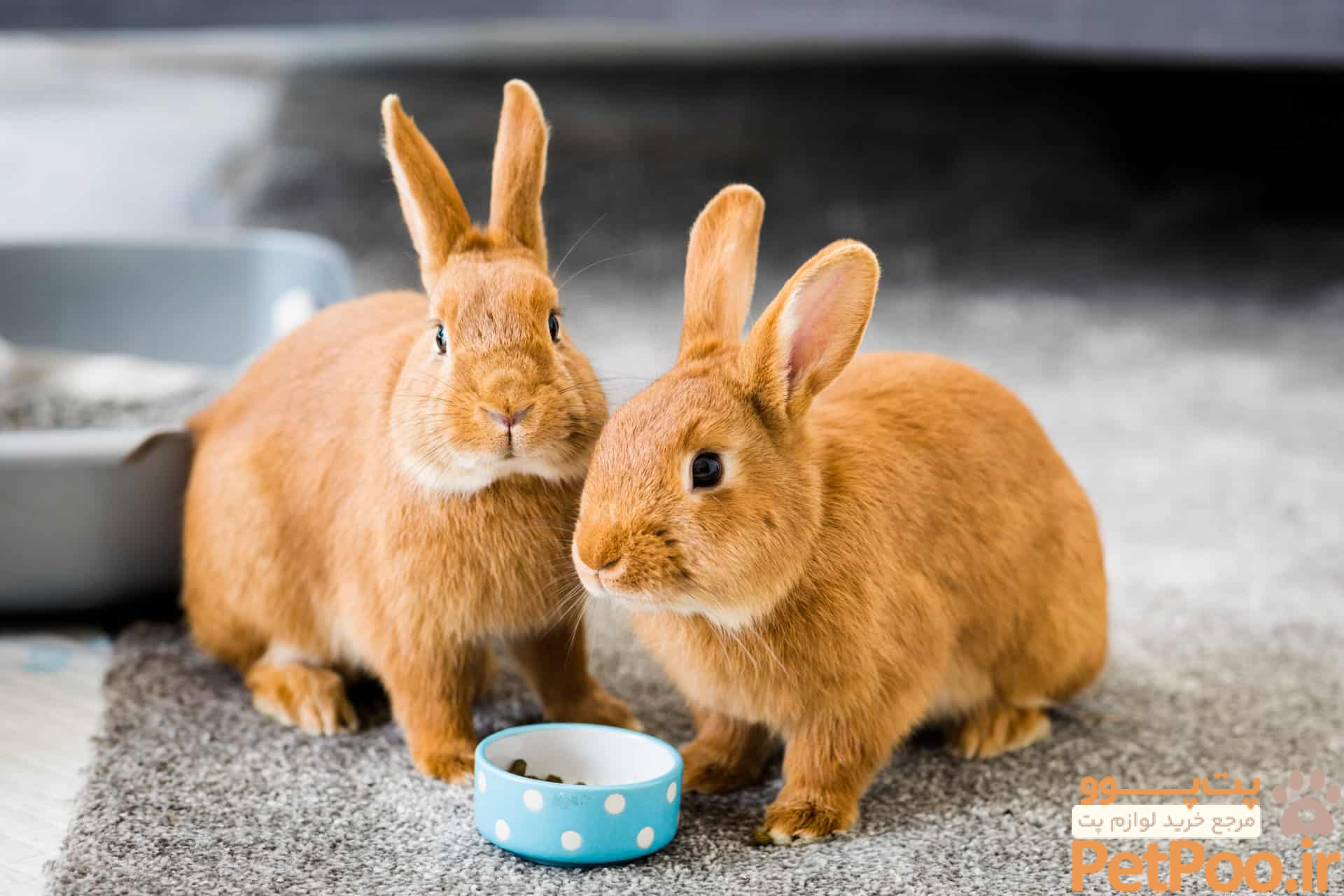 The ultimate guide to rabbit housing | Rabbit Awareness Week