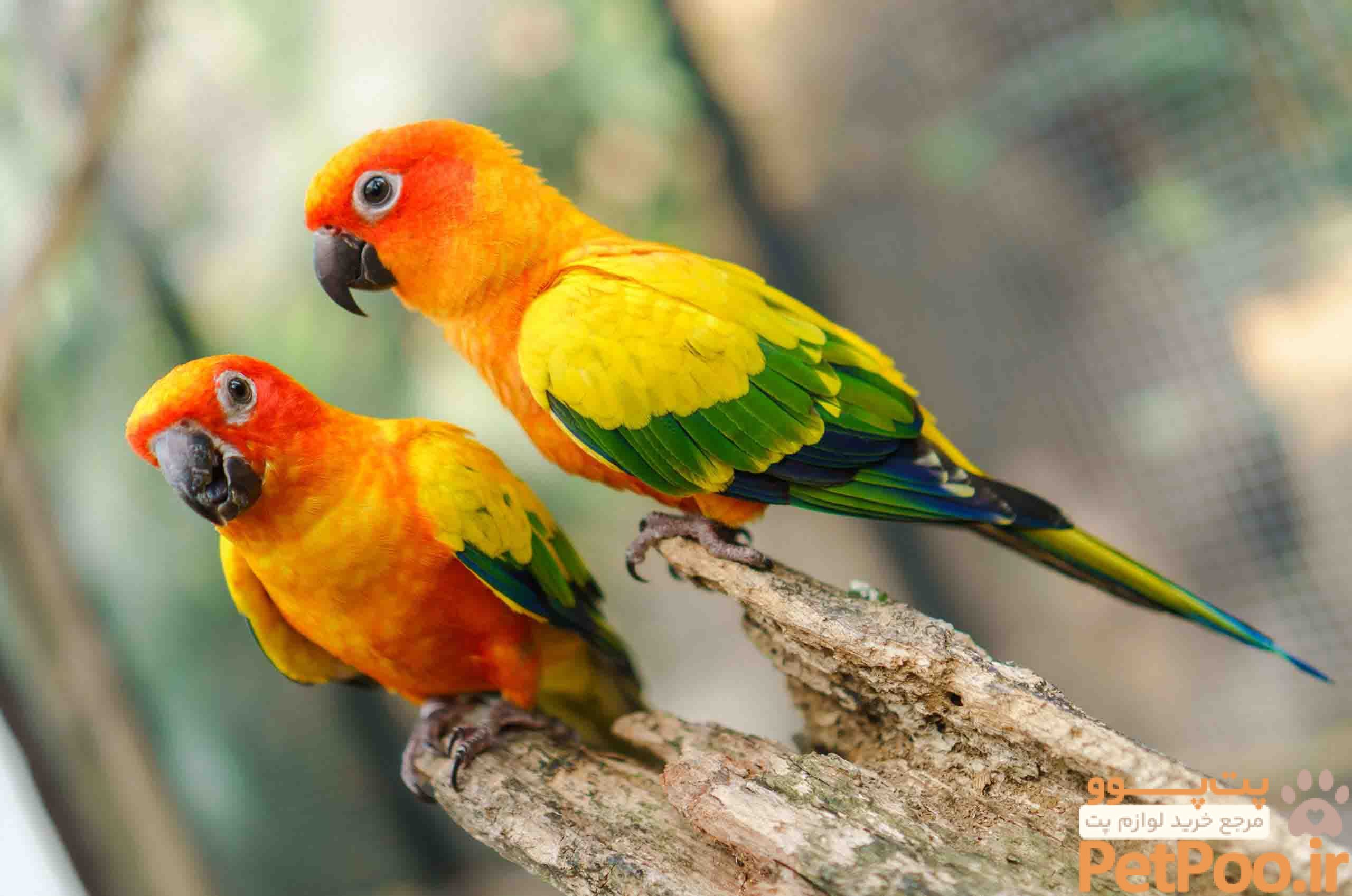 Keeping Birds – Feathered Friends - Crows Nest Animal Hospital
