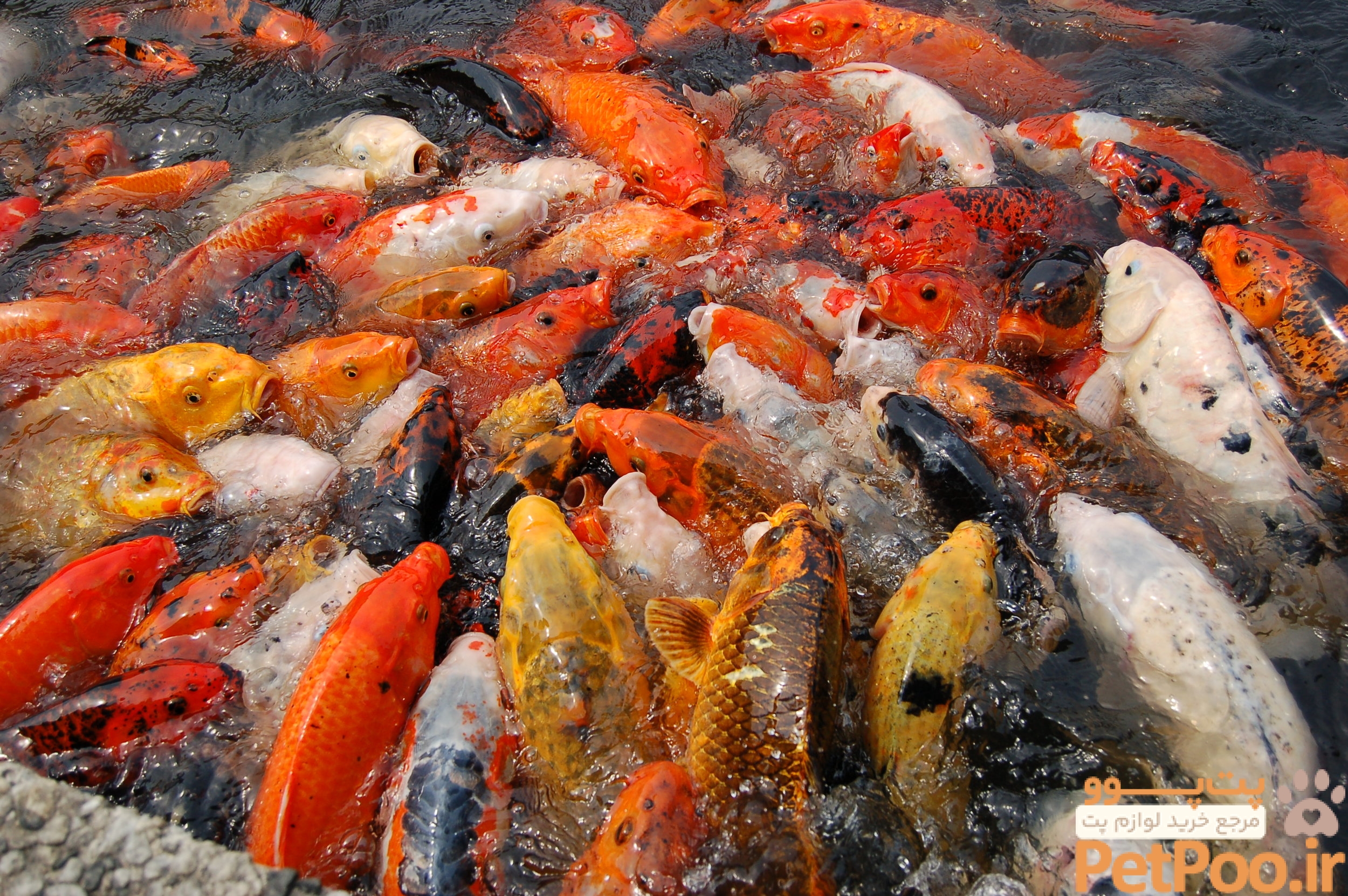 کدام حیوان خانگی بیشترین طول عمر را دارد و عمرشان چند سال است؟ 5 15 Fun Koi Fish Facts — Koi Story