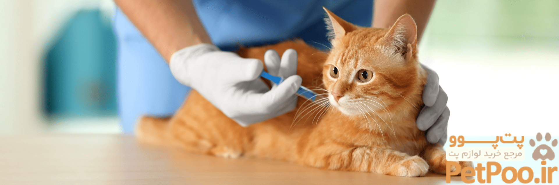 New Study Demonstrates Safe Alternative to Surgical Spaying