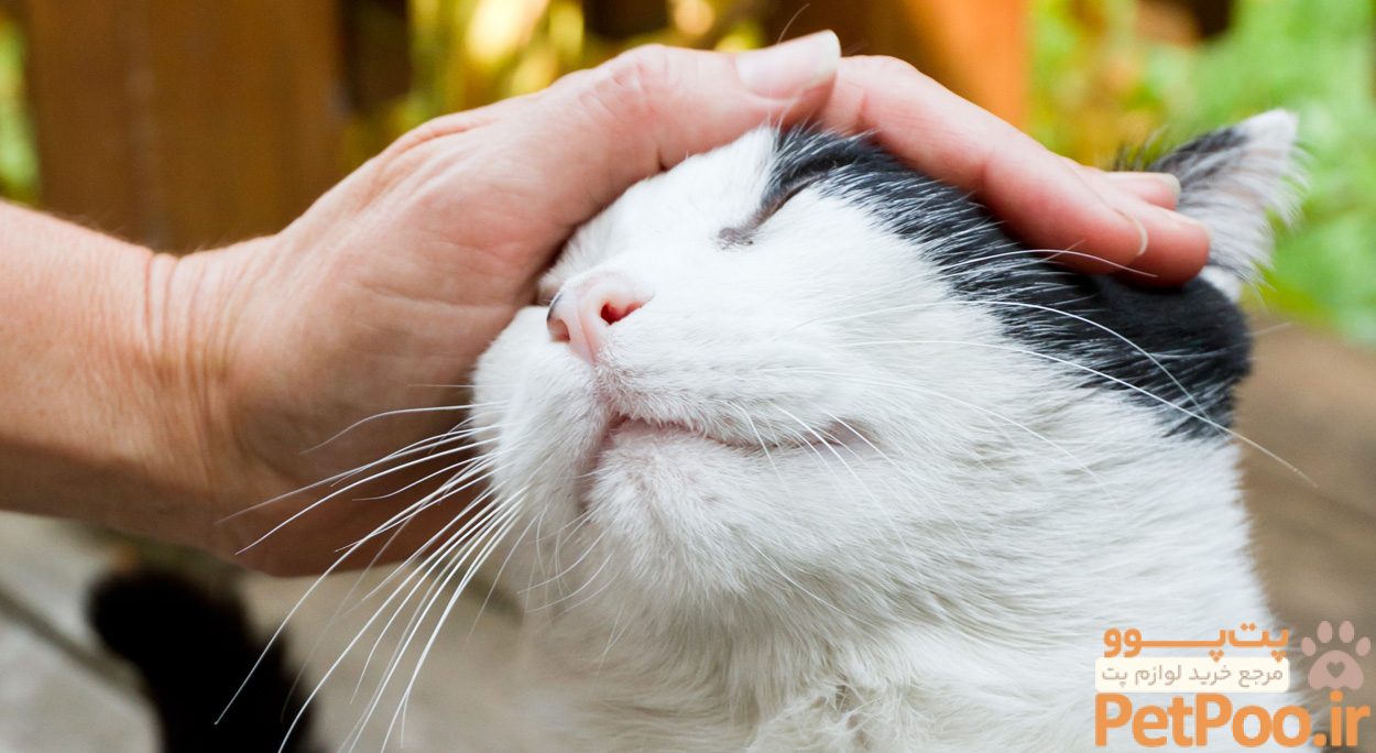 چگونه گربه خیابانی را به دامپزشکی ببریم؟ 1 6 Steps to Taming a Semi-Feral Cat - MRFRS | The Merrimack River Feline Rescue Society