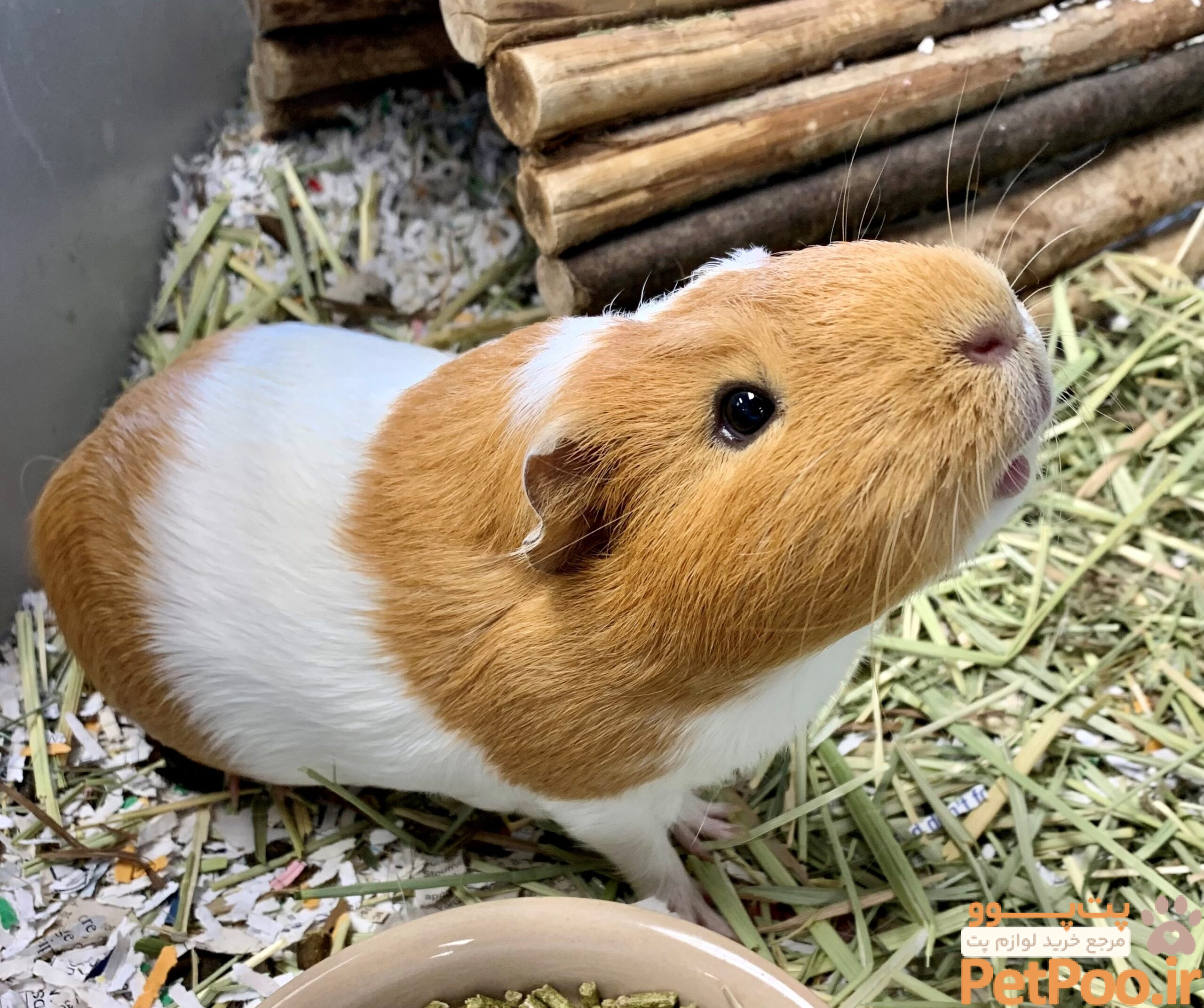 راهنمای قدم به قدم خرید خوکچه هندی (Guinea Pig) 3 What to know before adopting a guinea pig - Ontario SPCA and Humane Society