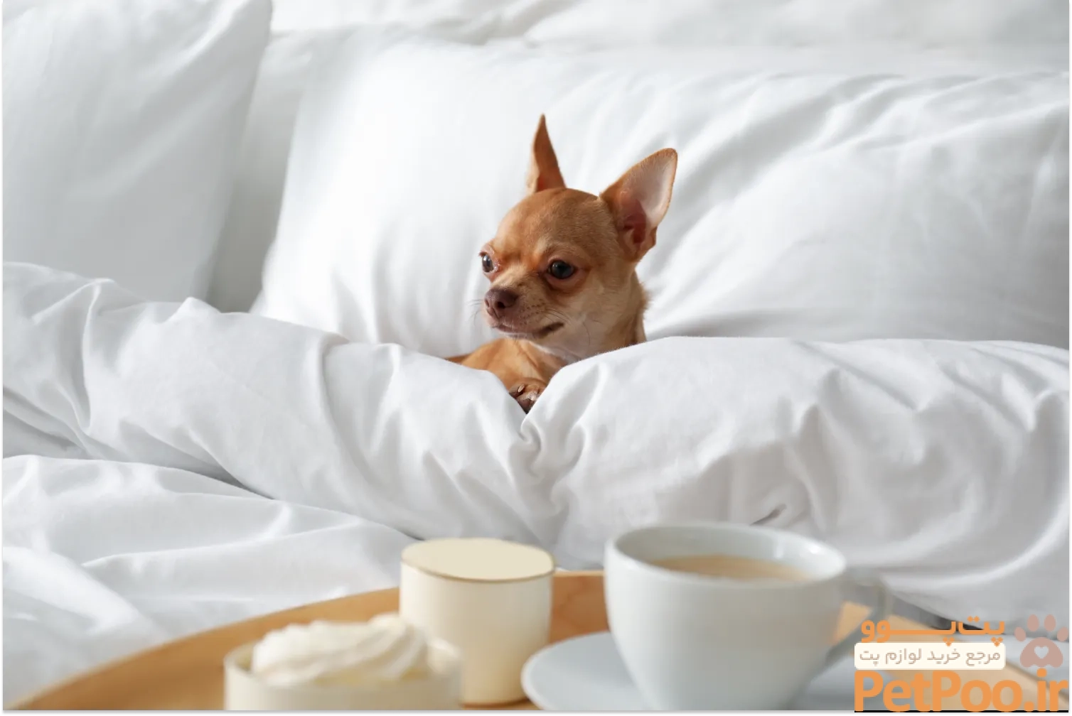 My Dog Drank Coffee, What Should I Do? | ElleVet Sciences