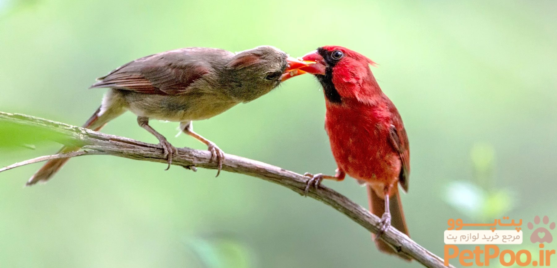 How Do Birds "Fall in Love"? A Look at Courtship Displays | All About Birds All About Birds