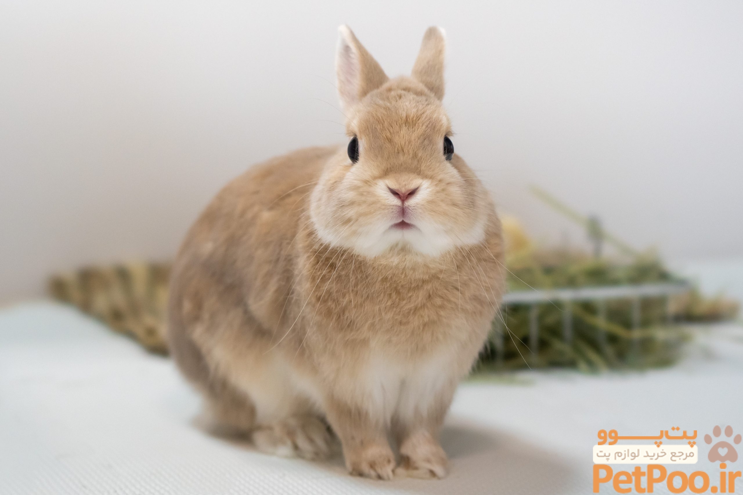 باهوش ترین حیوانات خانگی کدامند؟ 5 Caring for Pet Rabbits - Best Friends Pet Care: Dog Boarding, Dog Daycare & Grooming Under One Roof