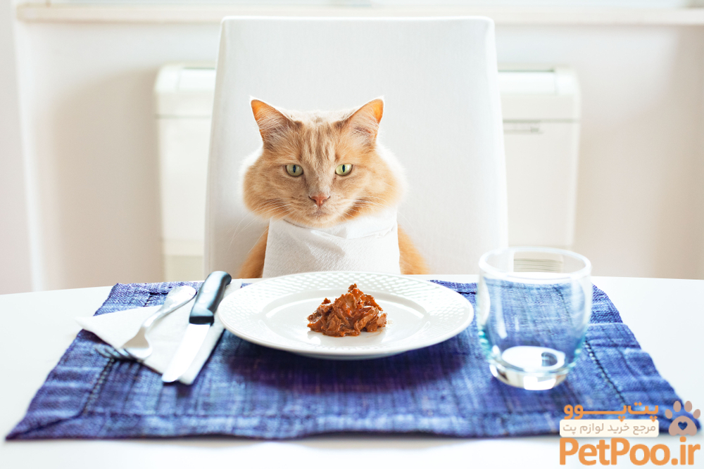 DIY Guide to Homemade Cat Food | Oakland Veterinary Referral Services