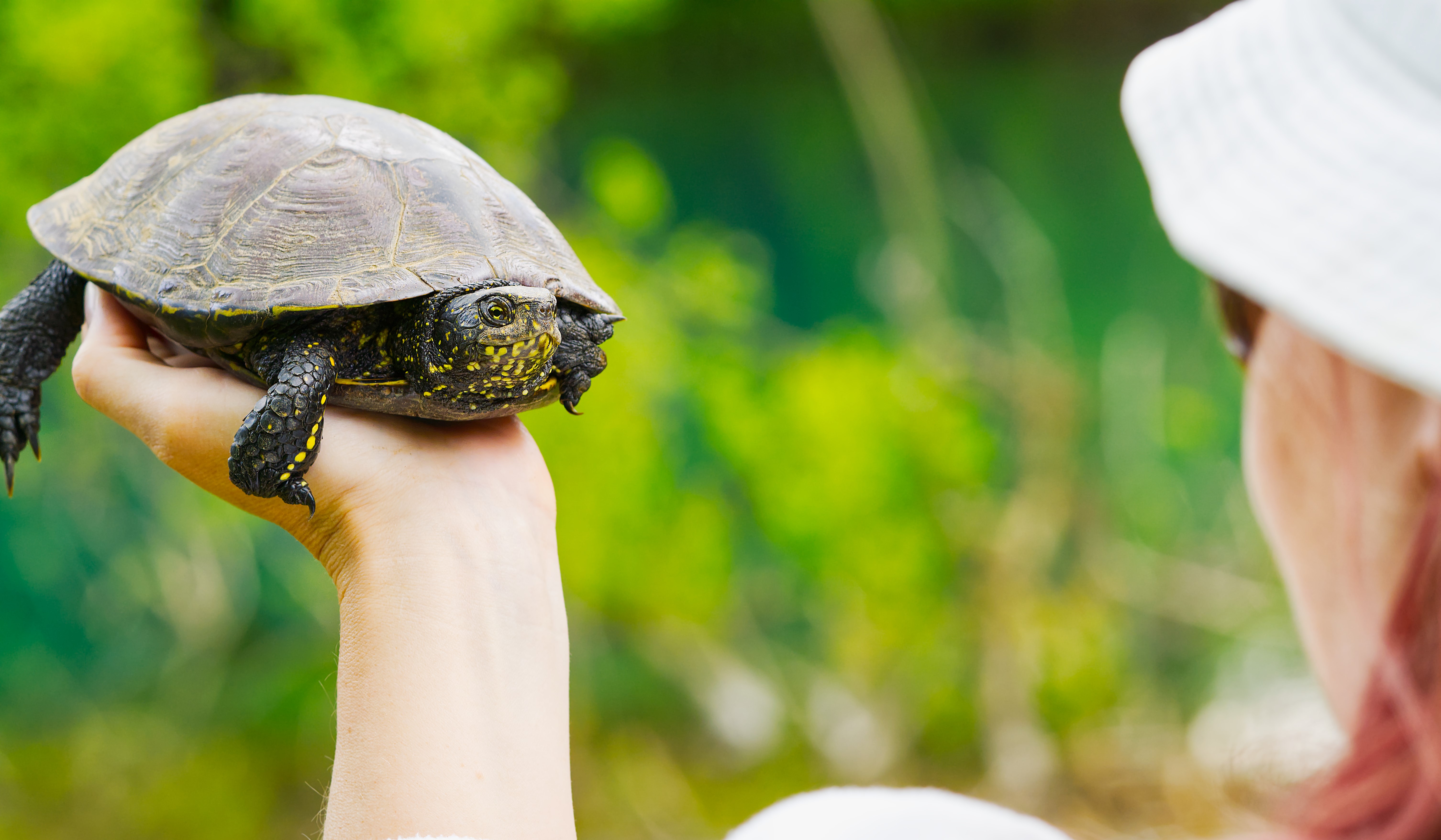 آیا لاک پشت حیوان خانگی مناسبی است؟ 2 What to Feed Your Pet Turtle | The Best Food for Box Turtles and Other Species