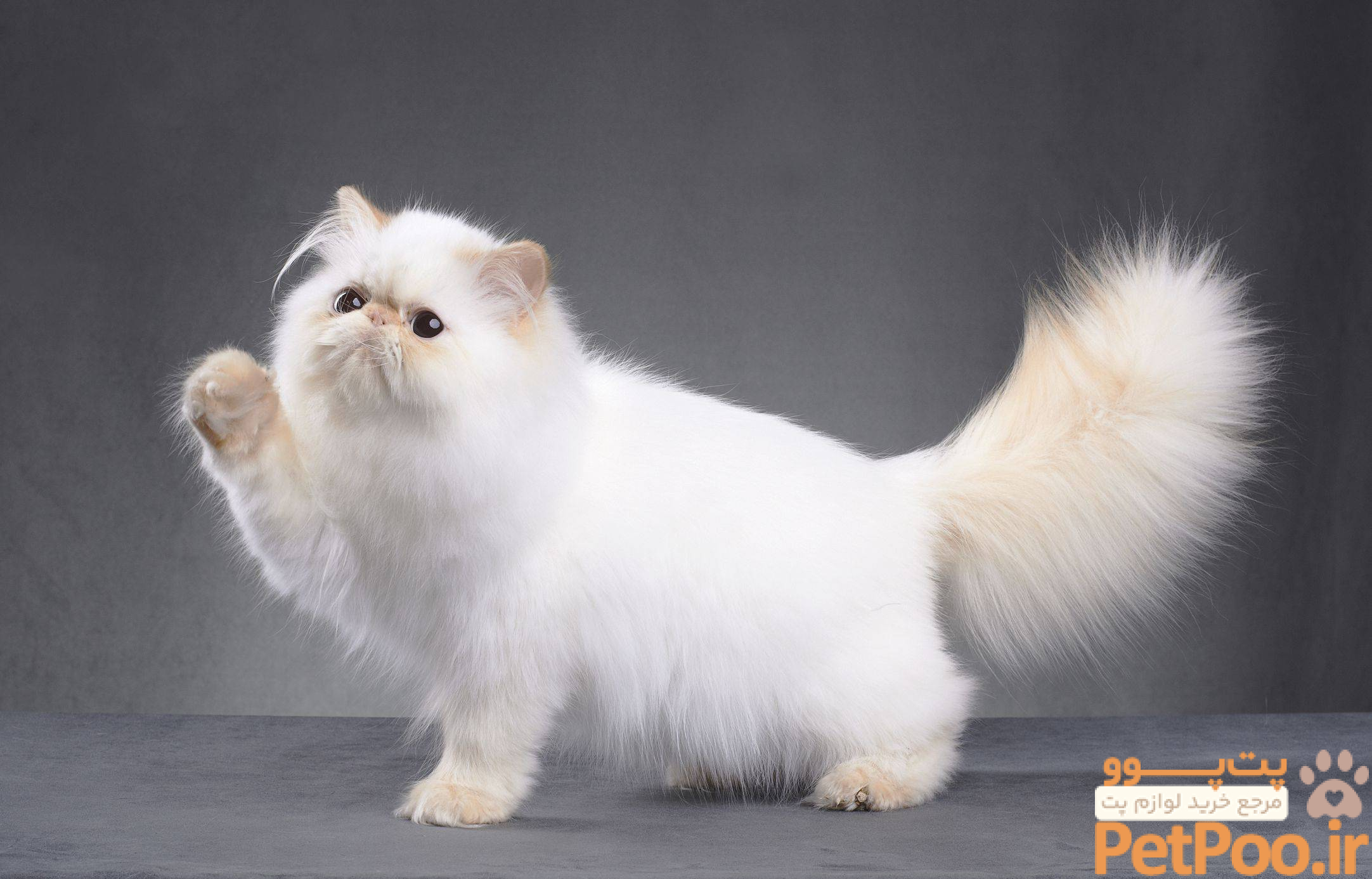 Persian cat 6